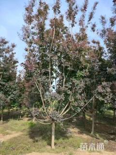 高度400厘米紫叶红栌