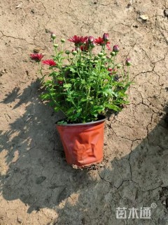 高度30厘米国庆菊