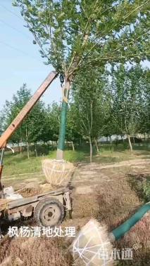 18公分复叶槭