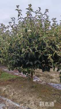 高度150厘米木绣球