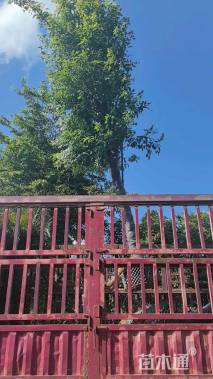 8公分黄花风铃木