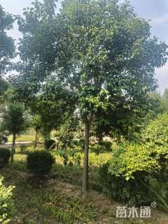 12公分大叶女贞