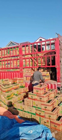 高度30厘米风铃草