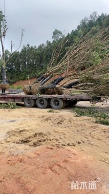 20公分红榕