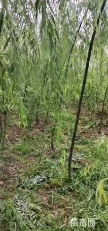 1公分竹柳