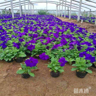 高度25厘米矮牵牛