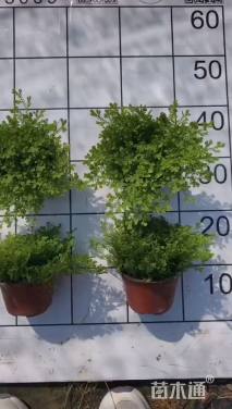 高度5厘米翠云草