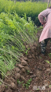 高度80厘米水蜡