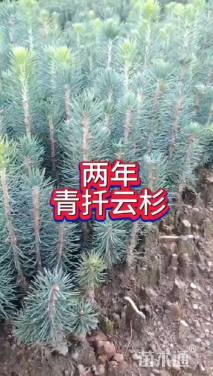 高度10厘米青扦云杉