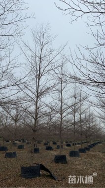 10公分小叶榄仁