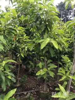 12公分白玉兰