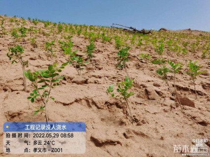 高度50厘米紫穗槐