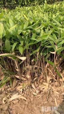 地栽苗阔叶箬竹