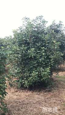高度300厘米中华石楠