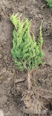 高度50厘米龙柏