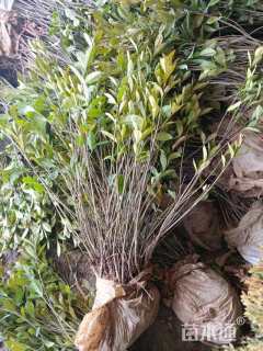 高度60厘米大叶栀子