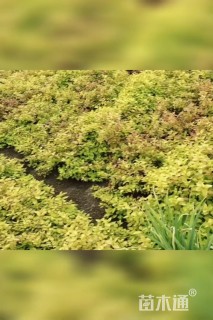 高度30厘米金焰绣线菊