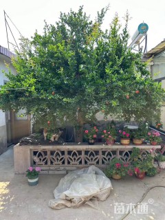 高度100厘米石榴