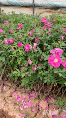 高度60厘米四季玫瑰