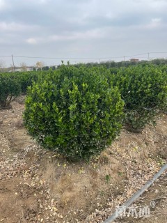 冠幅100厘米大叶黄杨球