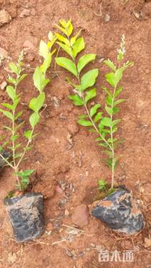 高度30厘米金叶女贞