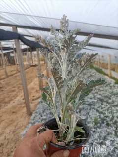 高度20厘米银叶菊