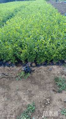 高度30厘米水蜡