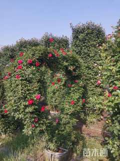 200厘米藤本月季