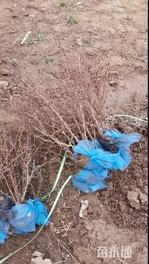 高度40厘米红叶小檗