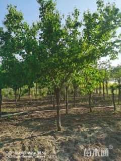 12公分暴马丁香