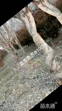 18公分北美海棠