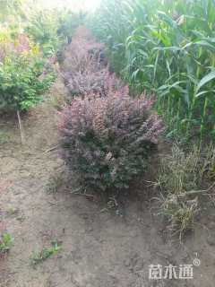 高度120厘米红叶小檗