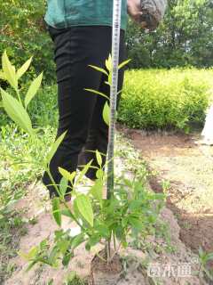 高度45厘米连翘小苗