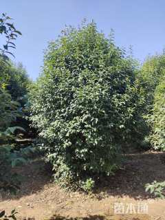高度500厘米丛生大叶女贞