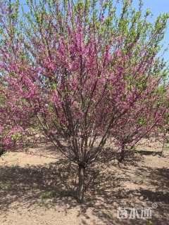 12公分菊花碧桃