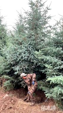 高度250厘米青海云杉