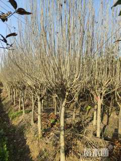 高度300厘米木槿