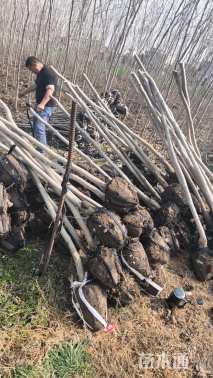 高度250厘米紫荆