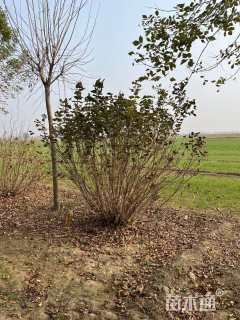 高度150厘米丛生紫丁香