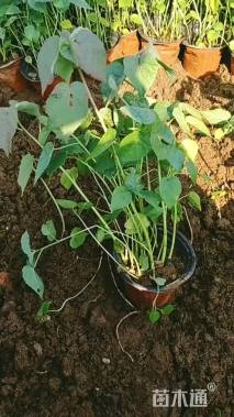 高度20厘米芙蓉葵