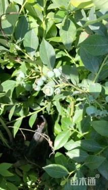 高度50厘米蓝莓