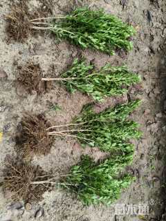 高度30厘米小叶黄杨