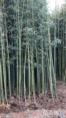 地栽苗刚竹