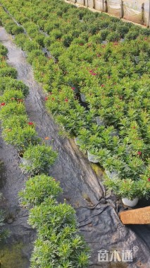 高度25厘米玛格丽特花