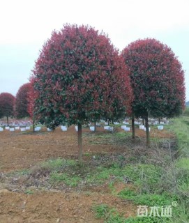 高度180厘米红叶石楠柱