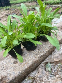 高度25厘米大花金鸡菊