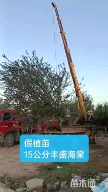 10公分丰盛海棠