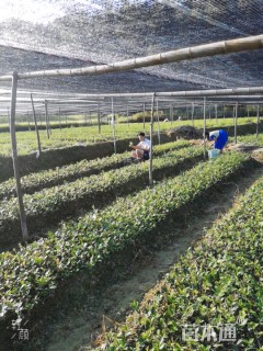 20公分油茶小苗