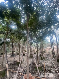 5公分腊肠树