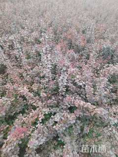 高度50厘米红叶小檗